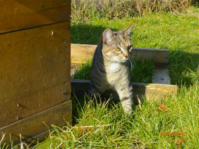 Mona: Was soll ich mit dem dicken Fritz - mit Merlin kann ich viel besser toben!!!