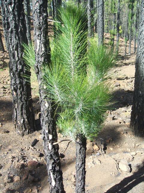 Neue Triebe der Kanarischen Kiefer nach einem Waldbrand