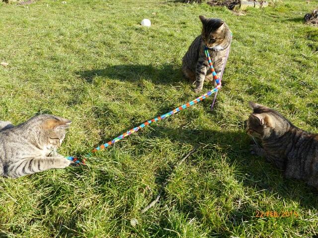 Mona: Was macht ihr denn hier??? - Merlin und Fritz: Ach nüx ... wir probieren nur was aus ...