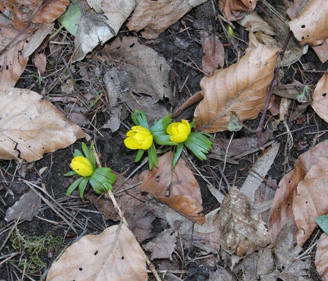gelbe Winterlinge