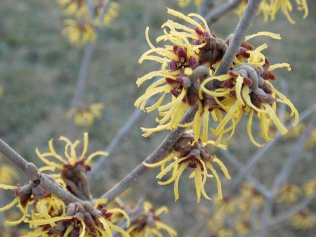 Hamamelisblüten (Zaubernuss) im Februar