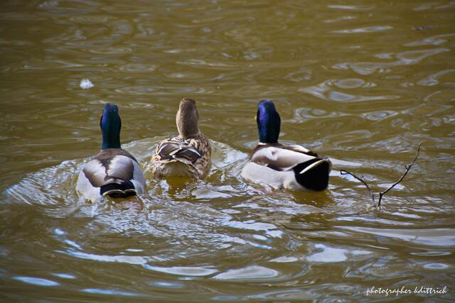 Tummelplatz für Enten