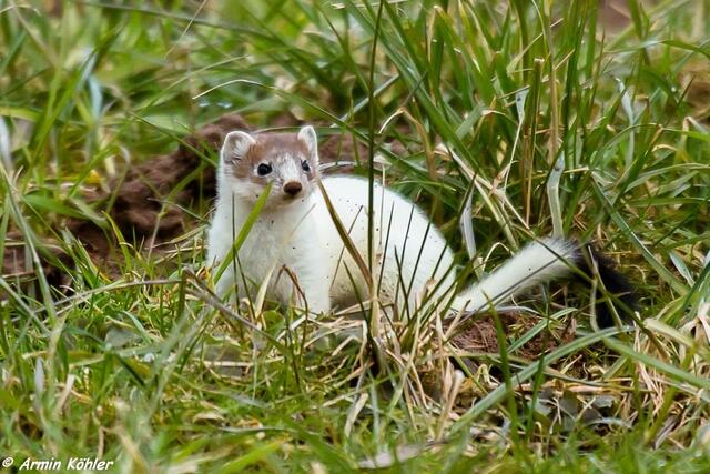 Immer hinter Grashalmen