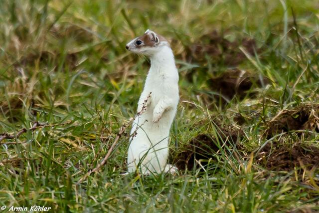 ich mache mich groß