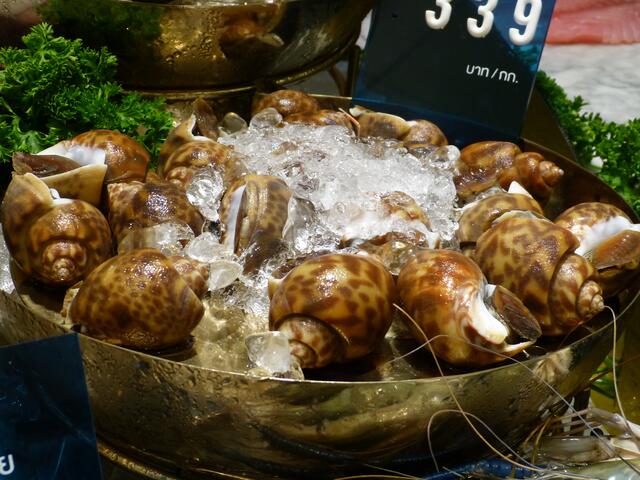 Flügelschnecken