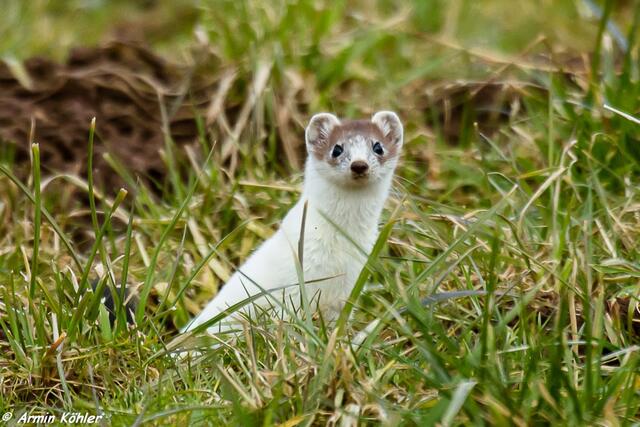 Was macht der mit der schwarzen Kiste