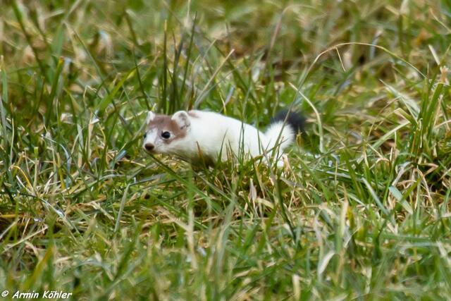 Ein Sprung nach vorn