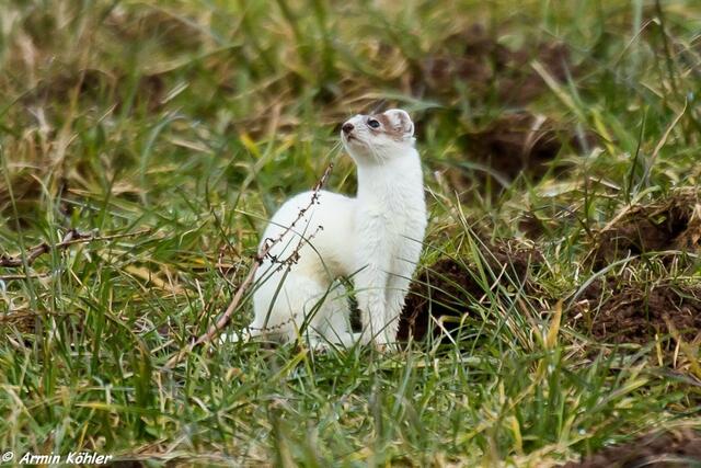 Kommt die blöde Krähe schon wieder