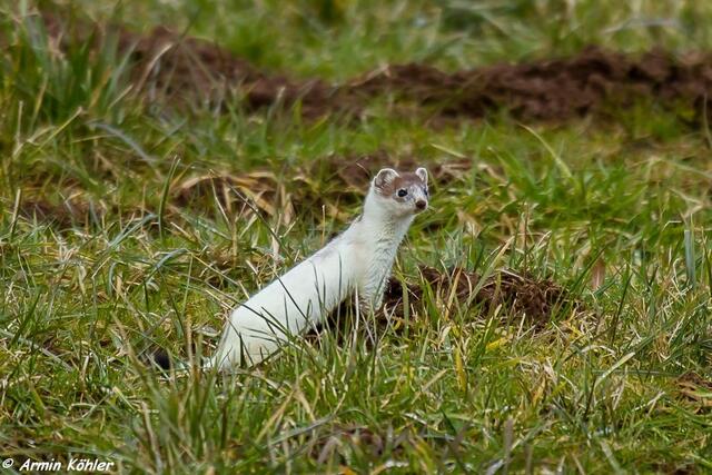 Etwas höhere Position