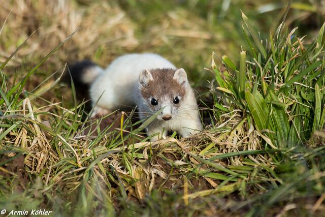 Ein Grashalm zu viel