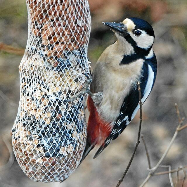 "Woher hast du denn den Namen dieser Diät, du liest doch gar keine Frauenzeitschriften?" "Nein, aber deine Frau sprach doch davon, als sie diese Futterstange befestigte!" "Oh je, hoffentlich kommt sie in der Küche nicht noch auf dumme Gedanken!"