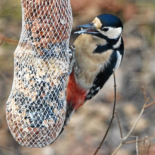 "Ich bringe gerade meine 7-Tage-Körner-Diät zu Ende!" "Ist es nicht mühselig, hier die Sonnenblumenkerne herauszupicken? Stattdessen würde ich sie einfach aus dem Futter am Boden herauslesen?"