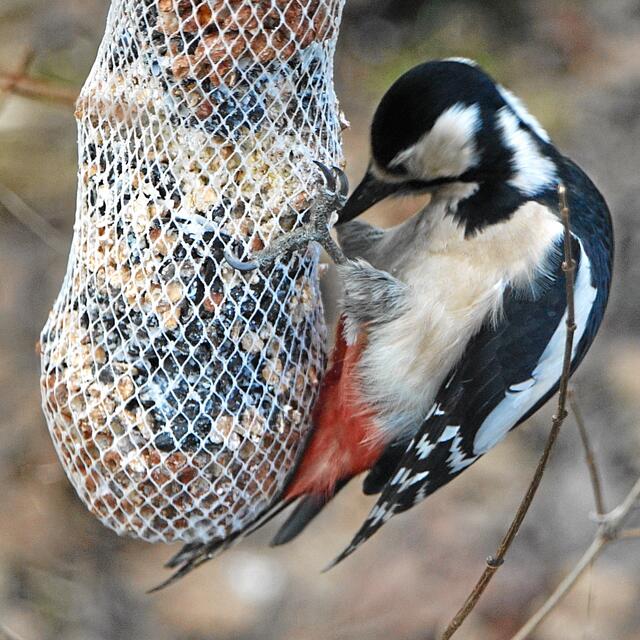 "Niemals vom Boden fressen! Das ist etwas für Tauben und Krähen, Spechte achten dagegen auf Sauberkeit und Etikette - Moment mal bitte, dieses Korn sitzt etwas sehr fest!"