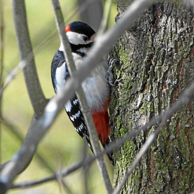 Tack-tack-tack! Im Dickicht des wild wachsenden Gehölzes ist "Hacki" wieder sehr fleißig. Er mag halt lieber 'Tierische Kost' und jetzt schon gar nicht mit dem Fotografen schnacken!