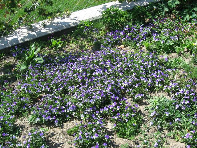 Hornveilchen; sind sie nicht allerliebst? Gesehen im Garten unserer Ferienwohnung. (kein aktuelles Foto)