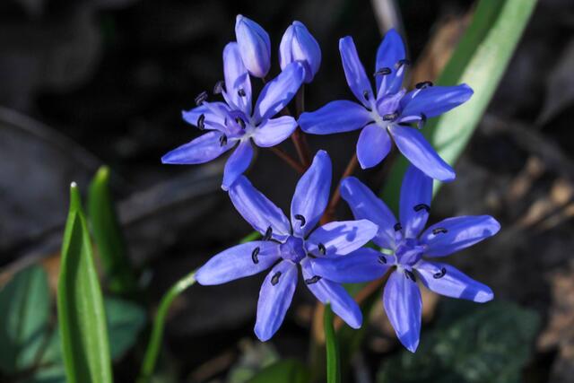 Scilla, im Auwald auch in Massen zu finden