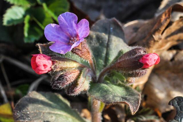Die Farbe wechselt von rot zu blau in Abhängigkeit vom Säuregrad des Zellsaftes