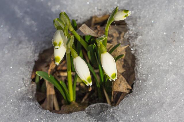 Ende Februar tauchen oft schon die ersten Exemplare auf