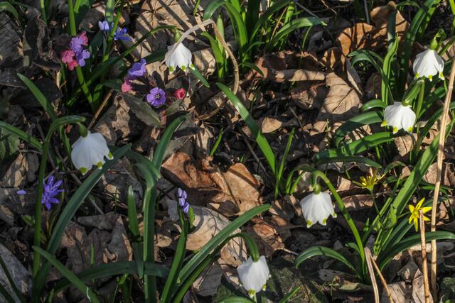 dann tauchen auch schon Scilla, Gelbstern und etwas später auch das Lungenkraut (hier "Franzosen" genannt) auf