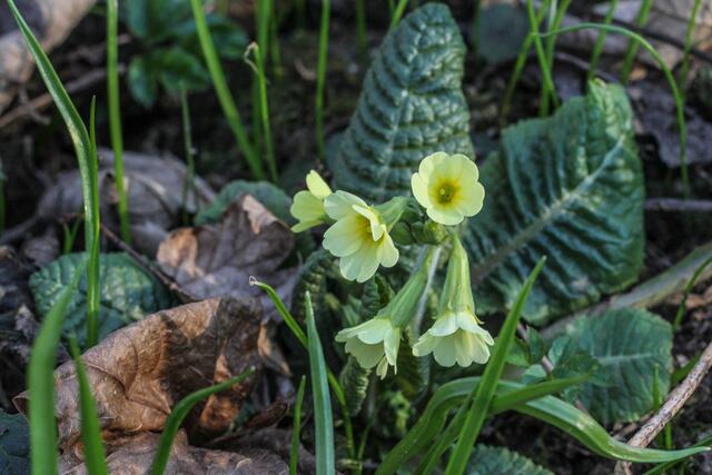 Schlüsselblumen folgen ein, zwei Wochen später