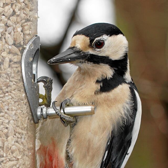 "Und jetzt frisst du den kleinen Finken und den lieben Meisen hier alles weg! SCHÄM' DICH DU ALTER RAFFZAHN!!!" Madam bekam keine Zeit mehr Reue zu zeigen, denn die gerade ankommende Briefträgerin verscheuchte sie unbewusst. An diese Futterstelle kam  Frau Specht nun nicht mehr.