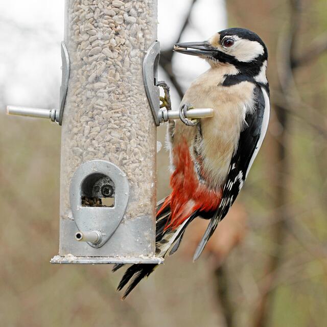 "Ich war ja noch nie hier, habe aber gehört, dass es hier sogar geschälte Sonnenblumenkerne gibt!"