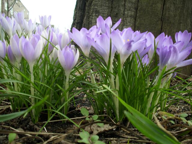 Krokusse.