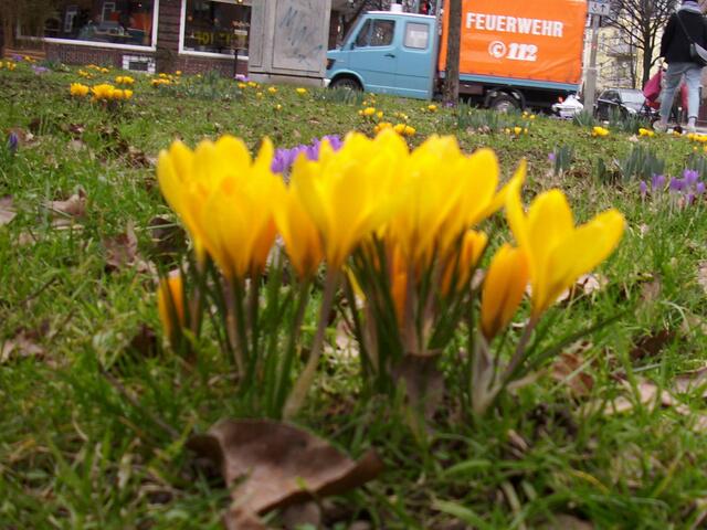 Gele Krokusse
