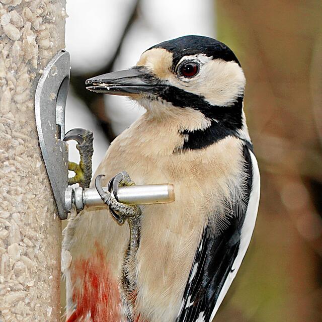 "Warst Du denn mit deiner 7-Tage-Körner-Diät nicht längst fertig?" "Mmmh - ääähh - nicht so richtig!"