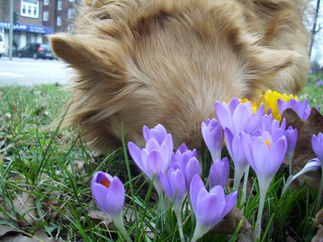Krokusse.