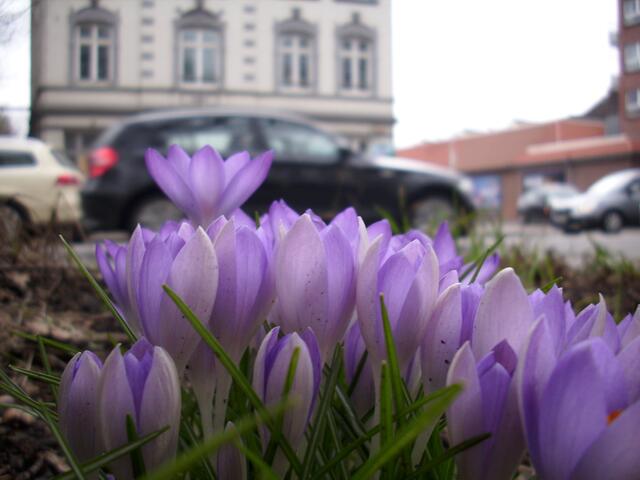 Krokus.