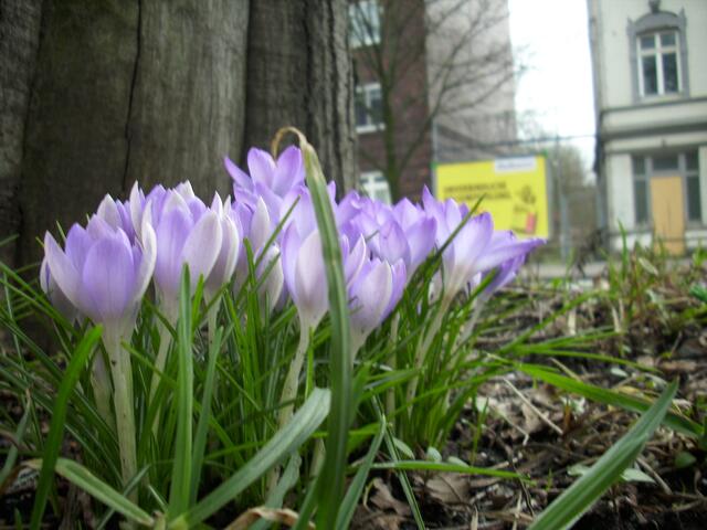 Frühlingsblumen