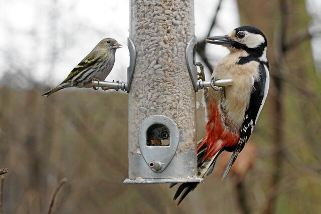 Zum Größenvergleich wurden einmal 'mit der Gewalt des Fotografen' beide Vogeldamen gegenüber 'hingesetzt'! Ein Erlenzeisigweibchen wiegt etwa 13 g, ein weiblicher Buntspecht ca. 85 g!