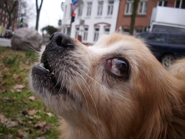 Felix sucht Krokusse.
