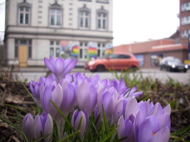 Krokusse im März.