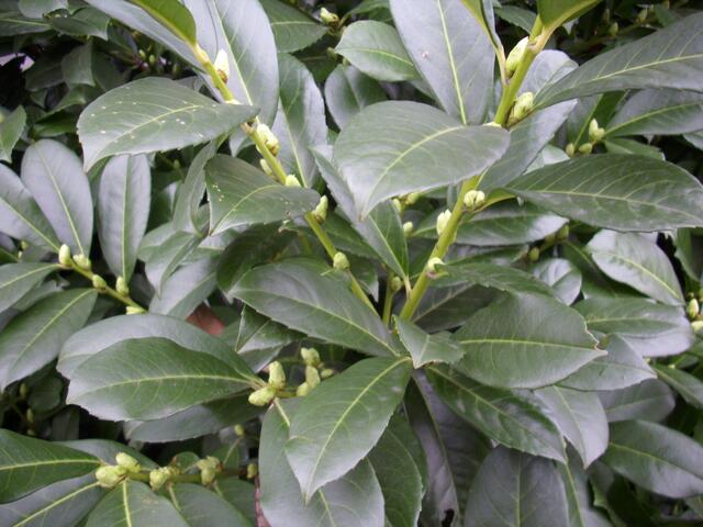 Knospen.