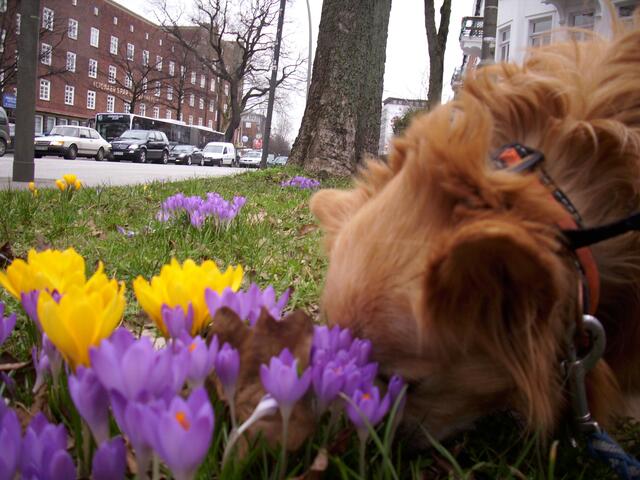 Krokusse.