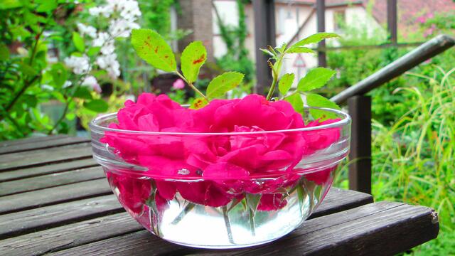 Rose im Glas - Ein Geschenk