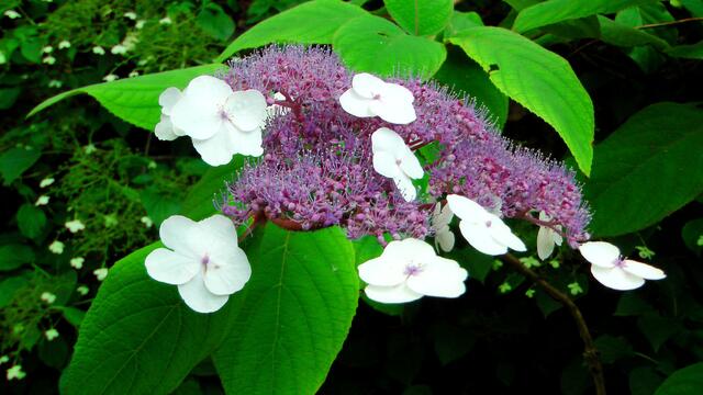 Teller-Hortensie