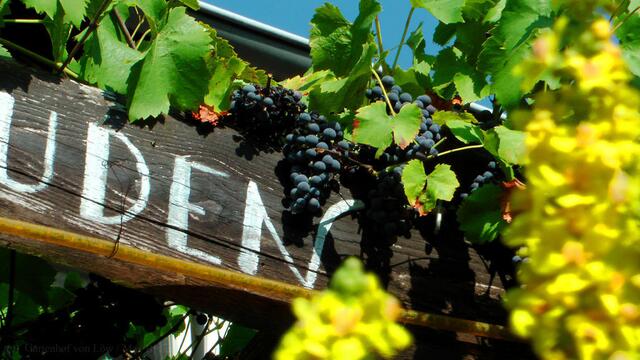 Königskerzen und Wein