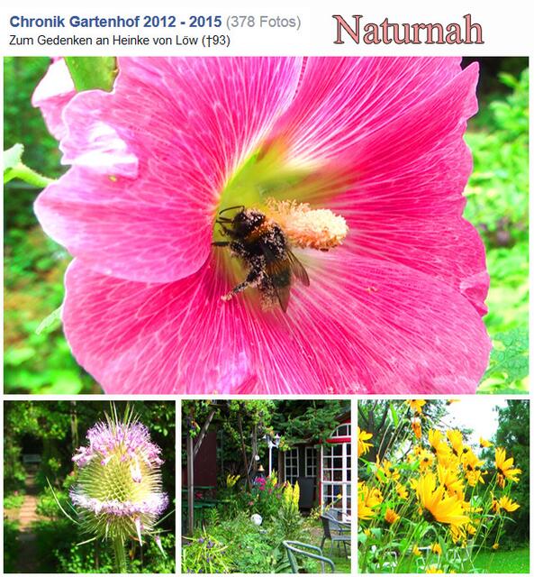 Stockrose, Kardendistel und Staudensonnenblume
