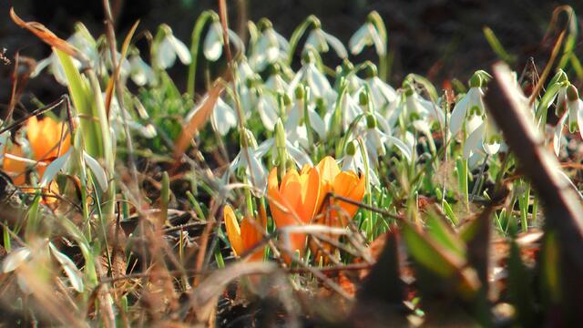Frühling auf dem Gartenhof