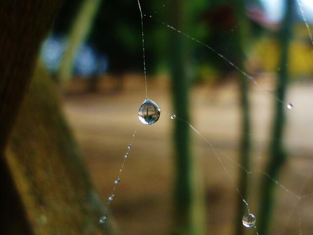 Ein "gefangener" Tautropfen - am 11.3.2015 !