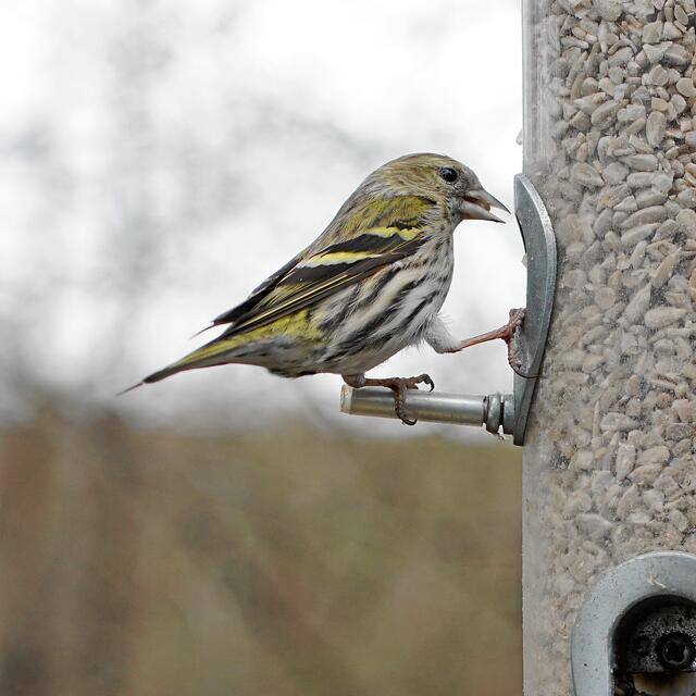 "Morgen gibt es hier kein Futter mehr!" "Wen interessiert's - ich fresse heute!" (Nachtrag: wegen der Frosttage wurde die Futterversorgung inzwischen um 5 Tage verlängert)