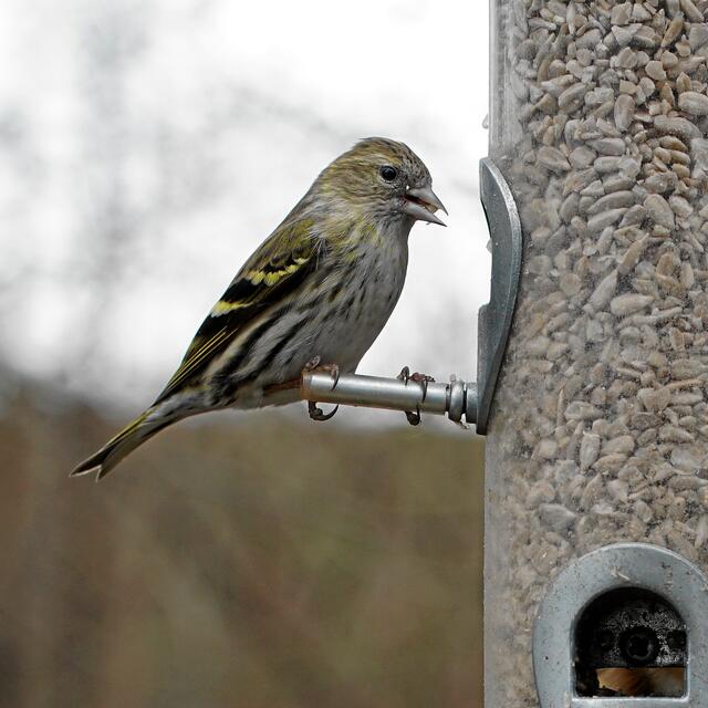 "Du bietest ja hier echte Feinkost. Schade, dass der Fliederbusch im Gegensatz zum vorigen Winter, jetzt keine Samenkapseln mehr trägt!"