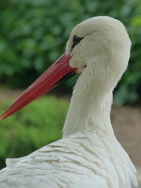 Weißstorch !