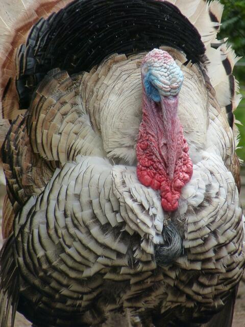 Puter im Balzkleid !