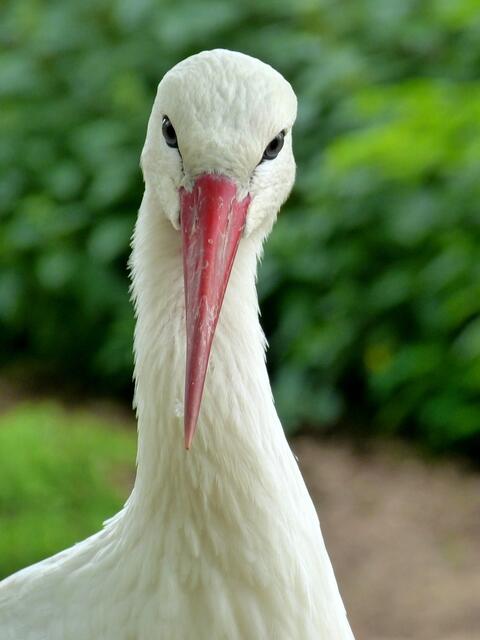 ..........er posiert !