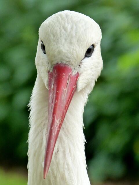 So nah kommt man ihnen in freier Natur nie !