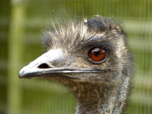 Emu !